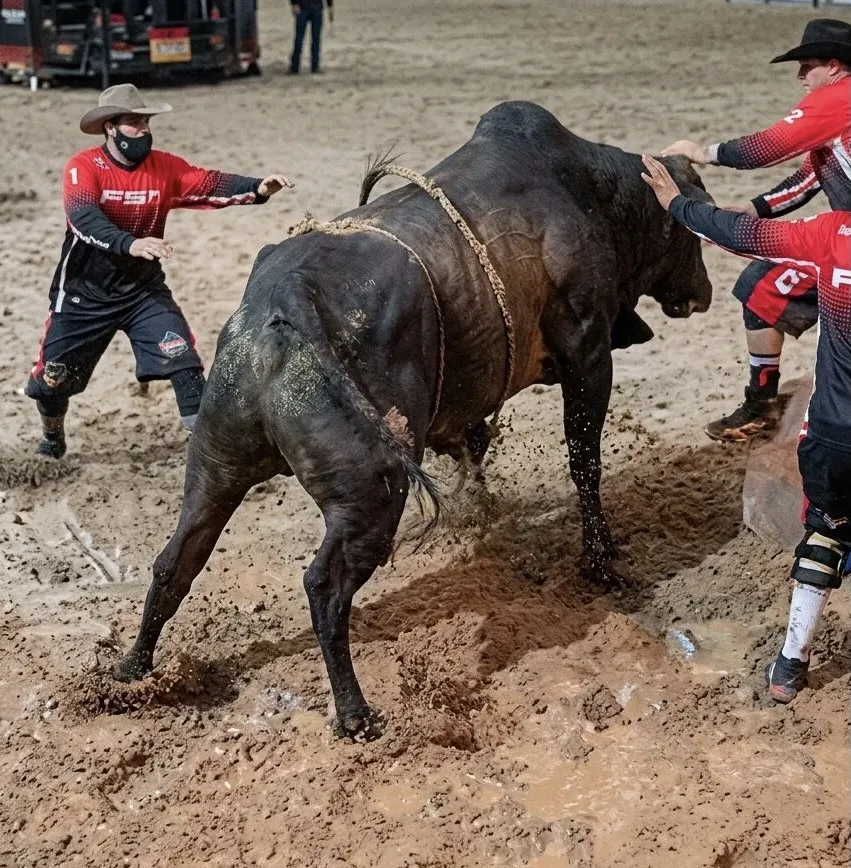 Peão fica desorientado após cair do touro durante etapa da PBR em Cuiabá