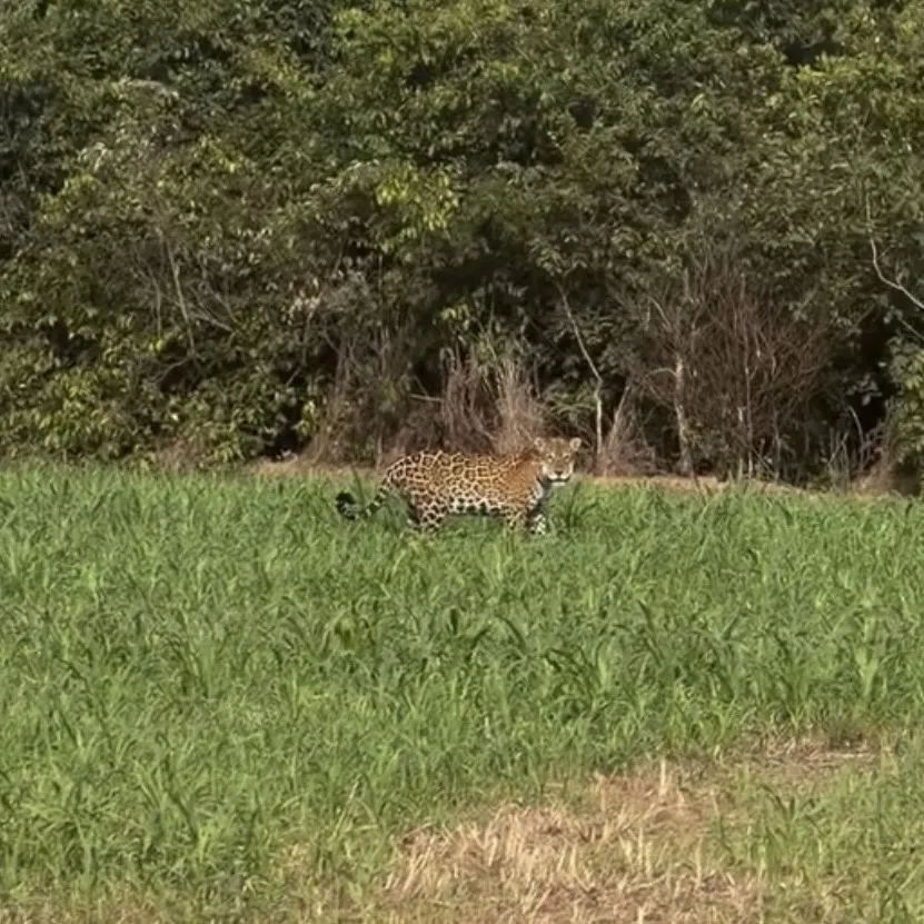 Onças-pintada é flagrada em estrada rural