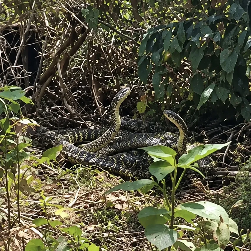 Machos disputam fêmea durante acasalamento de cobras em Cáceres