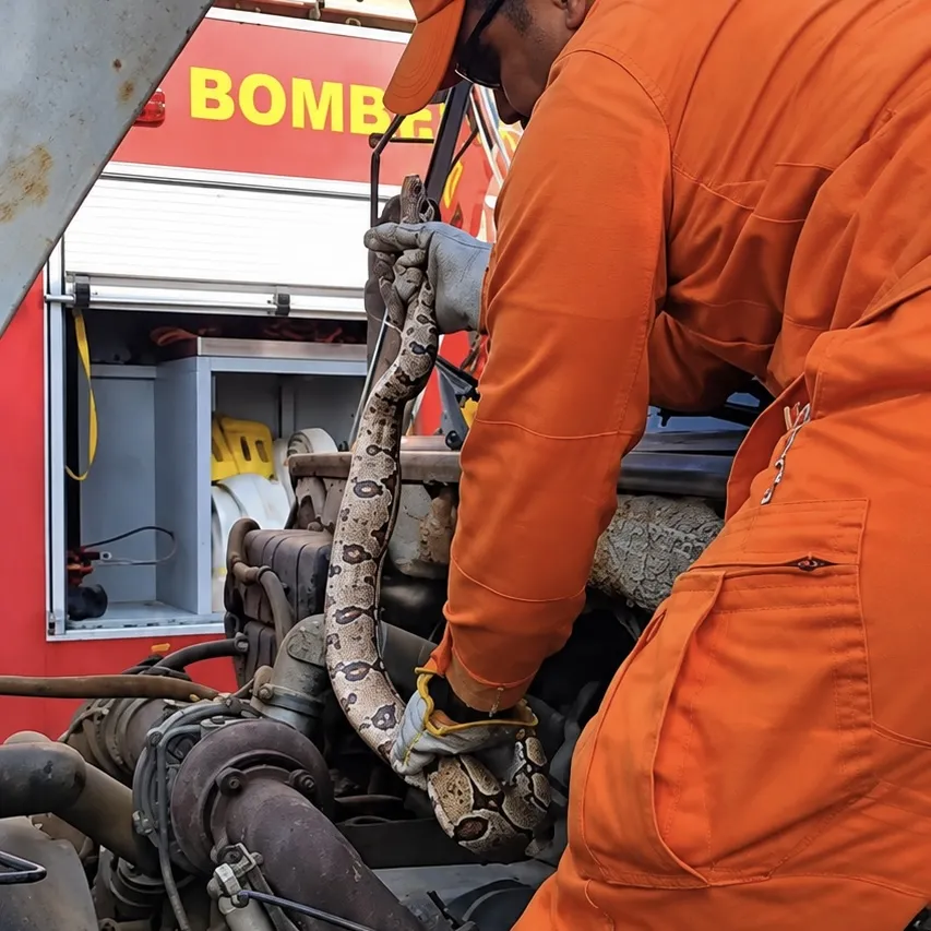 Jiboia de 1,5 metro é resgatada de motor de caminhão em Alta Floresta