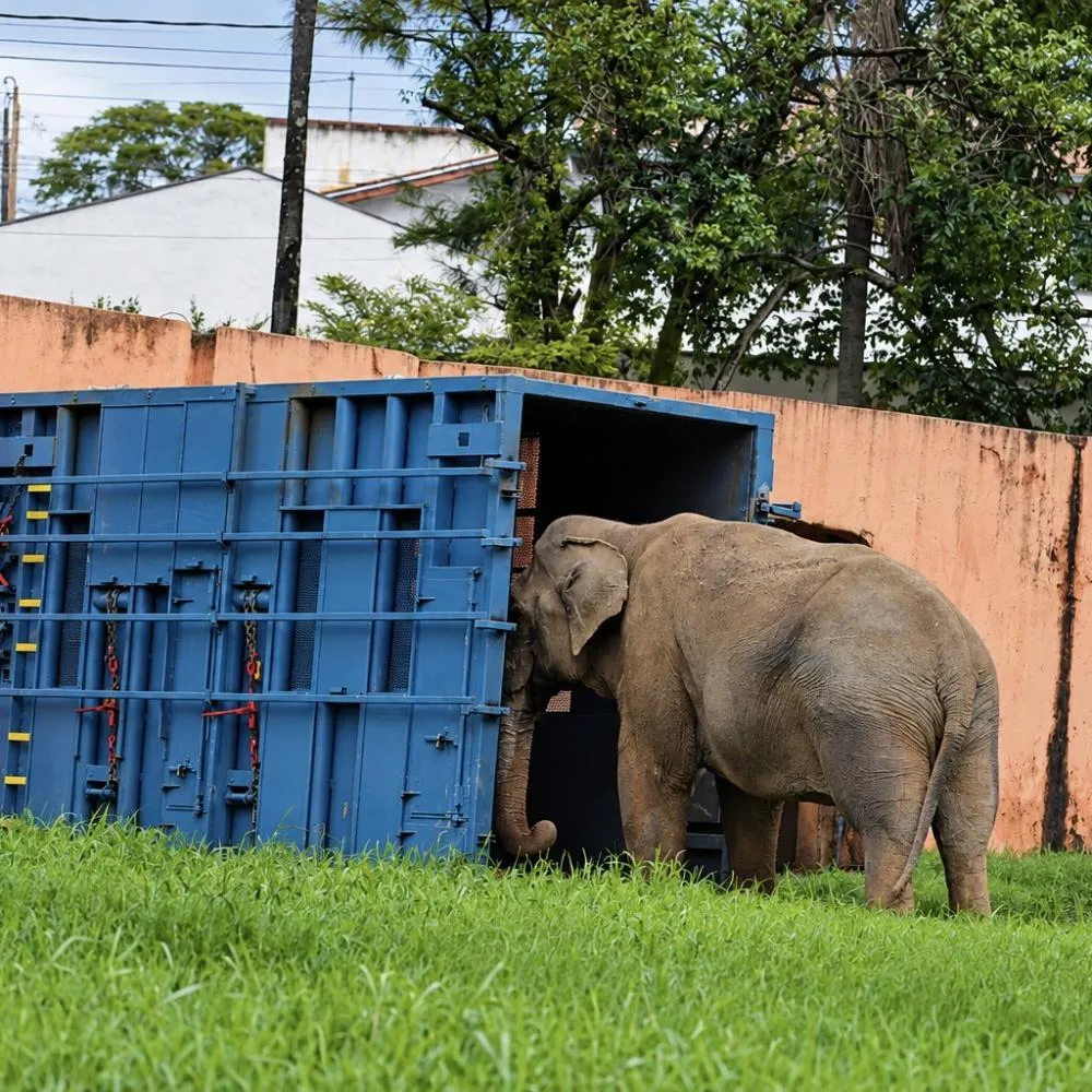 Elefante Sandro deixa SP rumo a santuário em Mato Grosso
