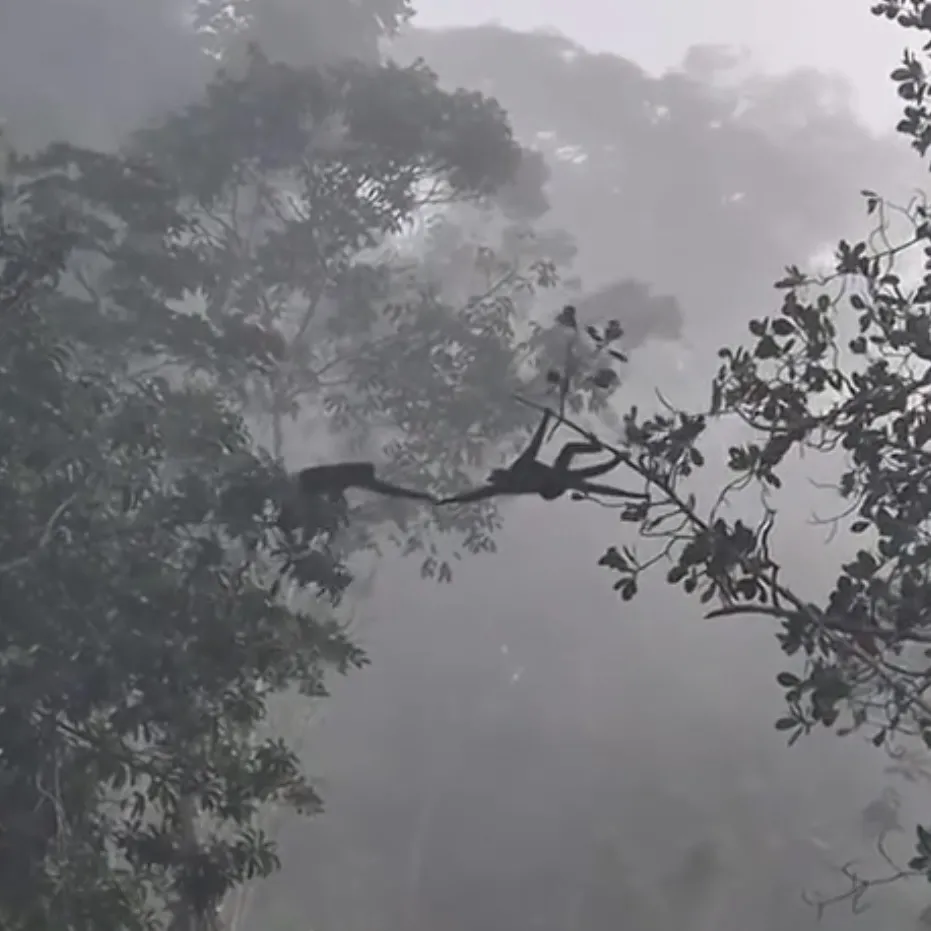 Flagrante mostra cooperação incrível entre primatas