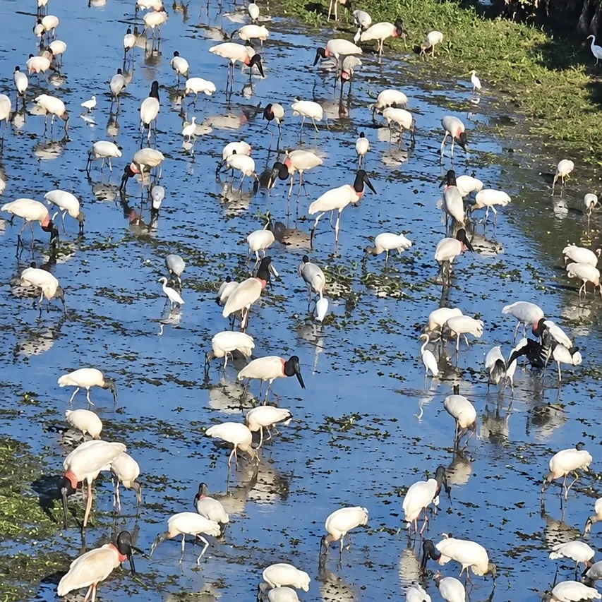 Centenas de tuiuiús e outras aves tomam lagoa em Poconé