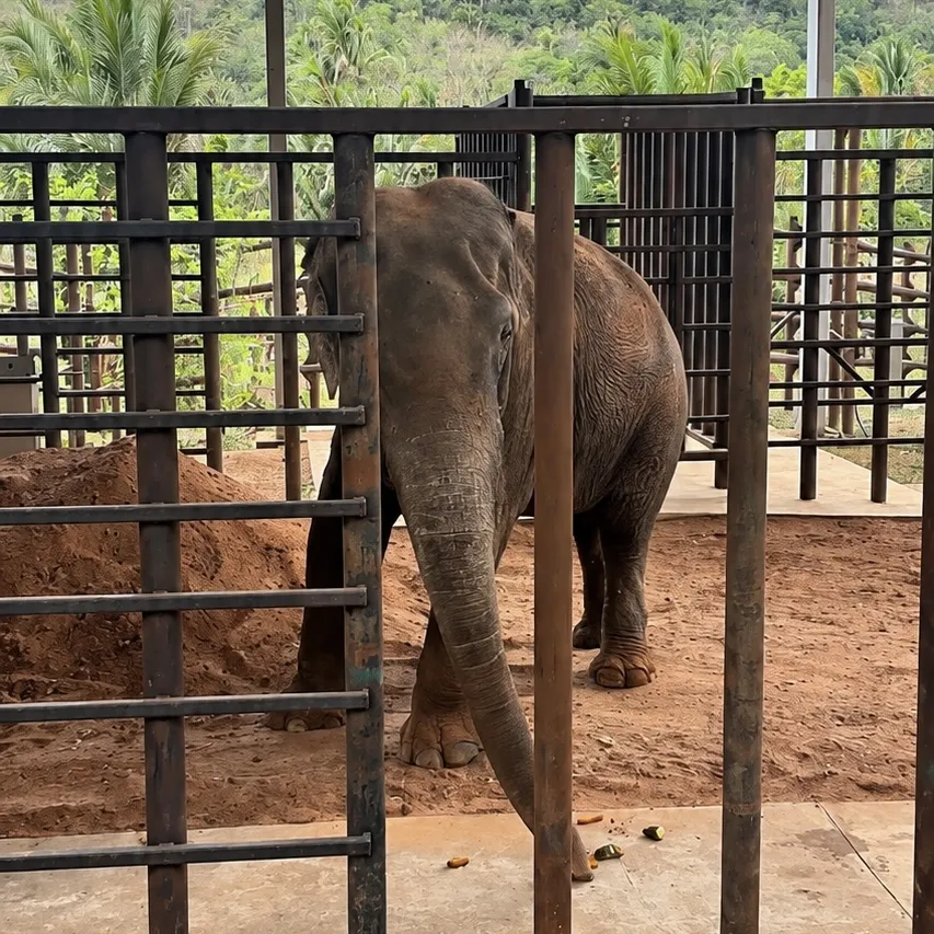 Elefante Sandro chega ao novo lar em Chapada dos Guimarães