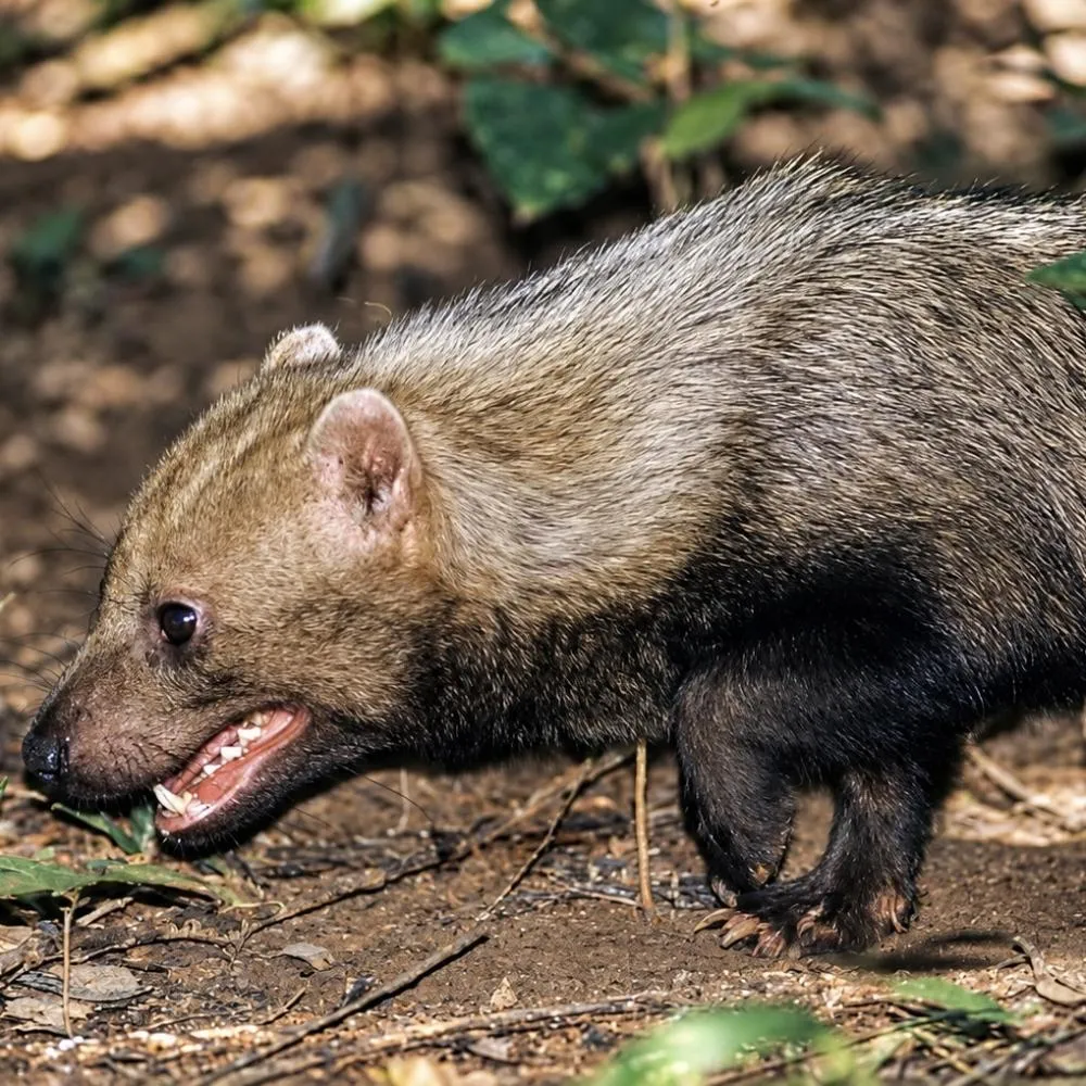 Animal raro é registrado no Pantanal e Cerrado de Mato Grosso