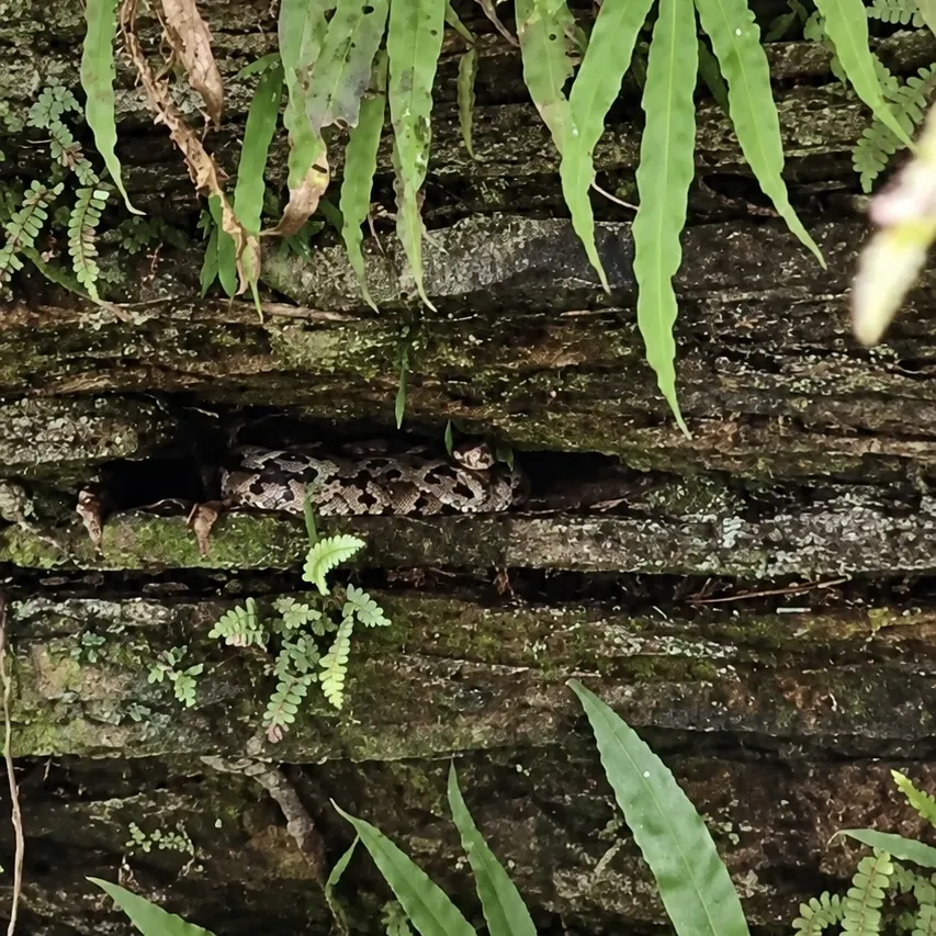 Mulher encontra cobra durante banho em cachoeira de Rondonópolis