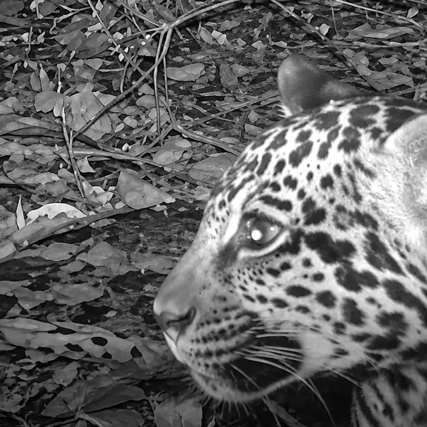 Câmera registra primeiros meses de onça Maia em Poconé