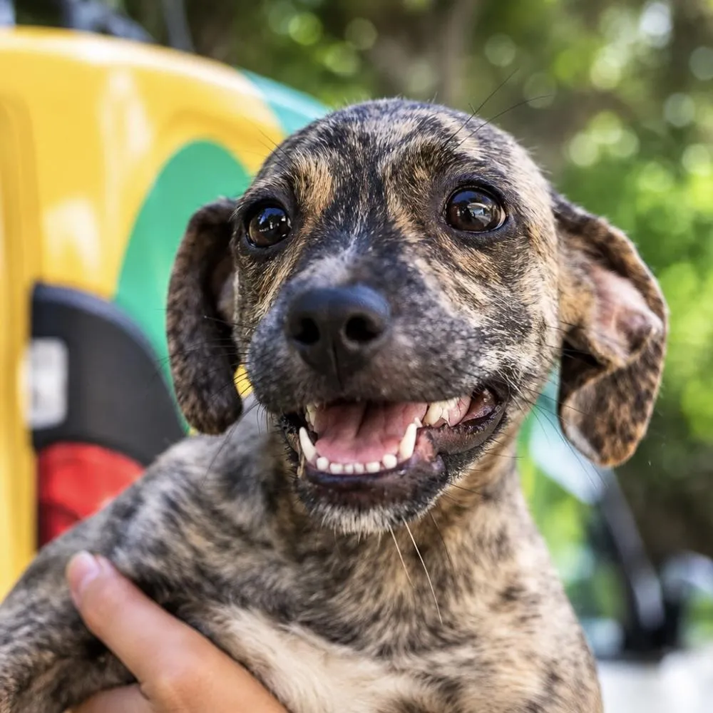 Mato Grosso prepara hospital veterinário com investimento de R$ 7 milhões