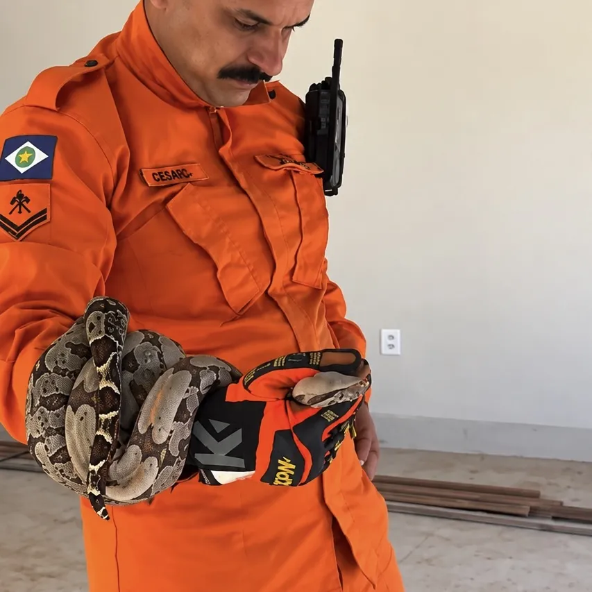 Jiboia aparece em imóvel e mobiliza bombeiros em Tangará da Serra