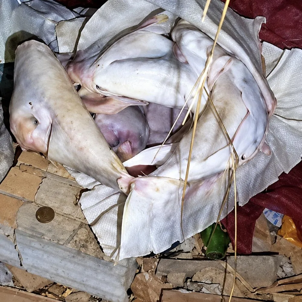 Recém-nascida é encontrada morta em terreno de Cuiabá