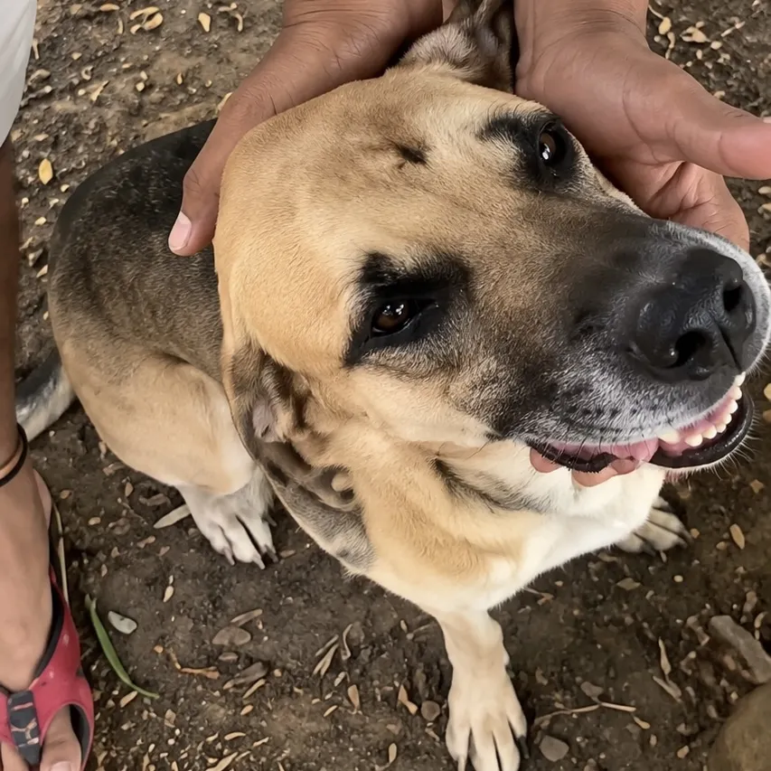 Cão sobrevive a dois ataques de onça e atropelamento em Poconé 