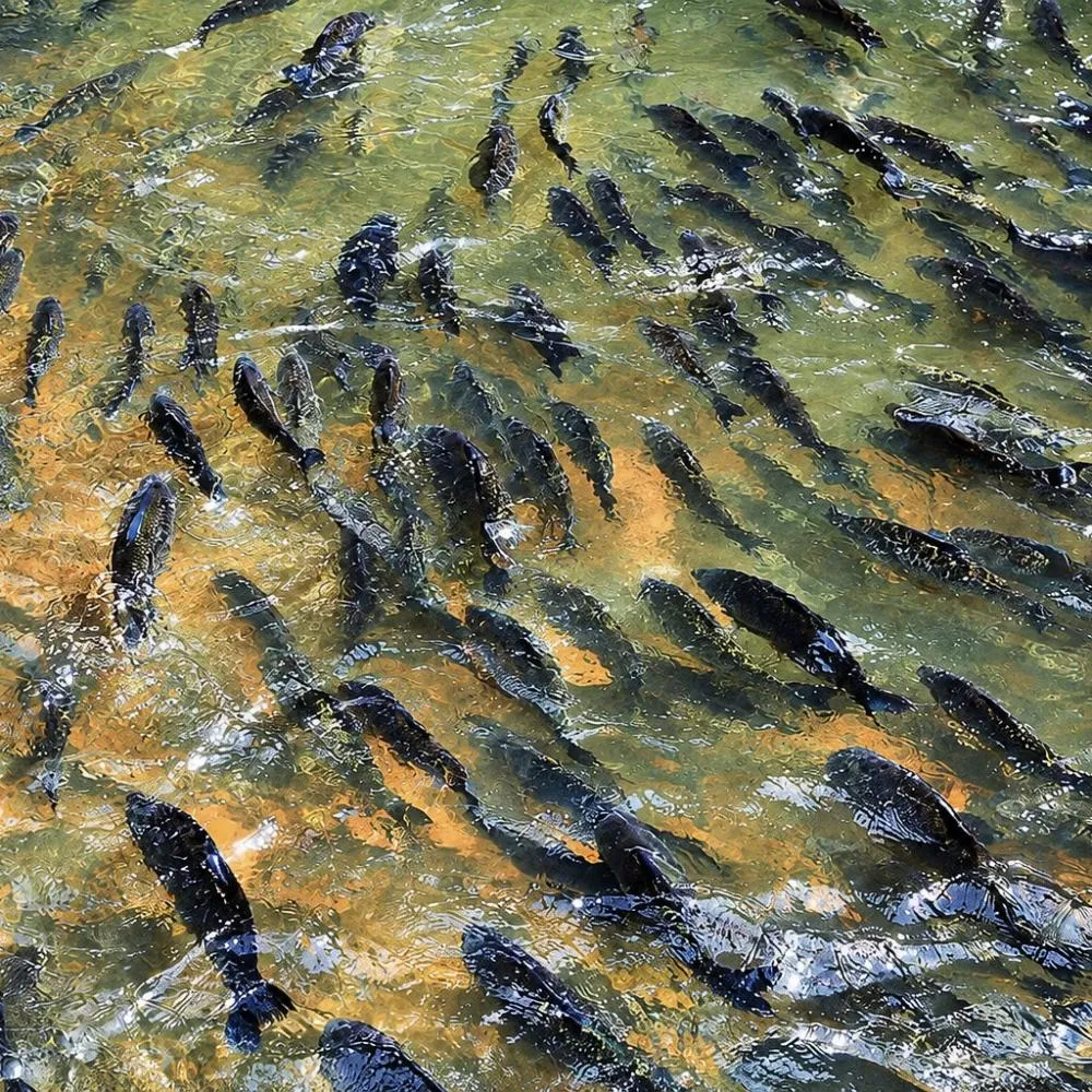 Piracema começa em Mato Grosso com multas de até R$ 200 mil