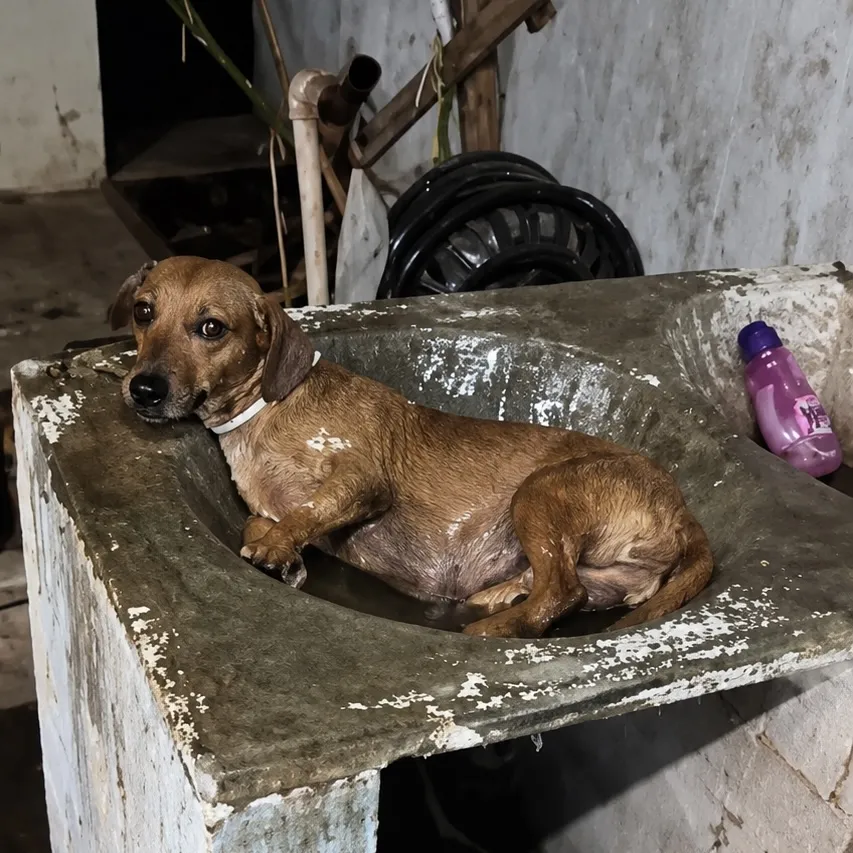 Cão se refresca em tanque durante calorão em Rondonópolis