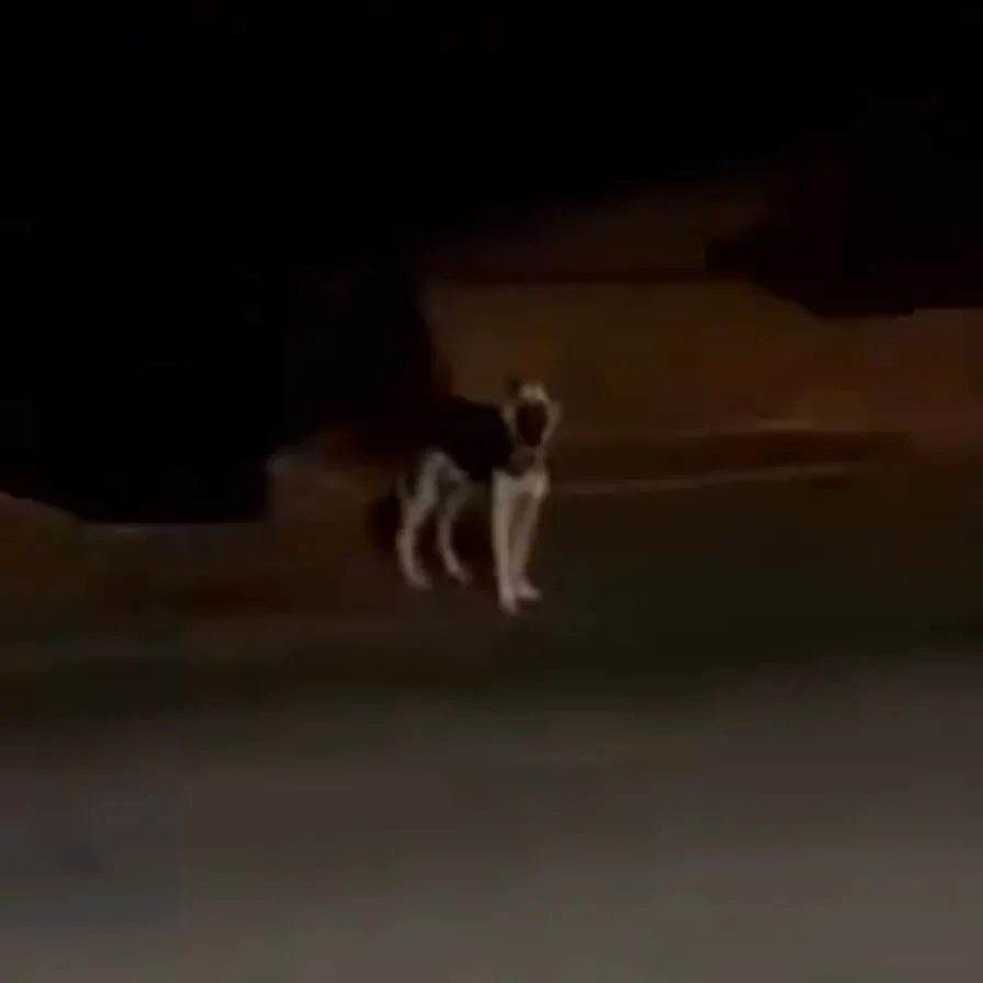 Cão cego cai em valetão e é salvo pelos bombeiros