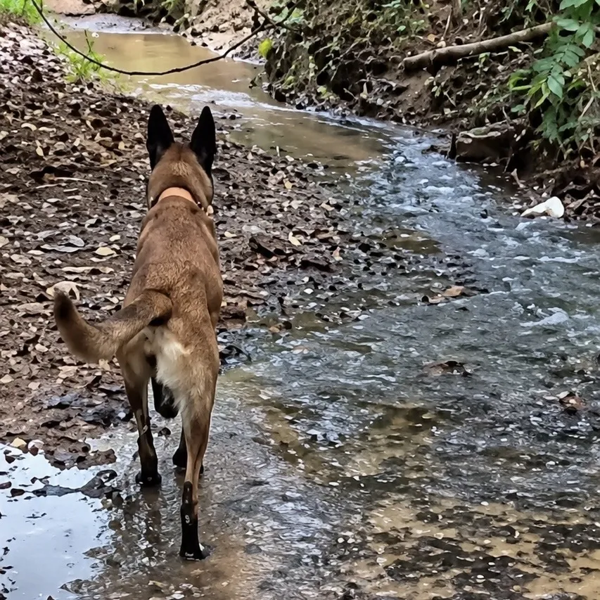 Cães encontram mulher desaparecida em mata de Barra do Garças