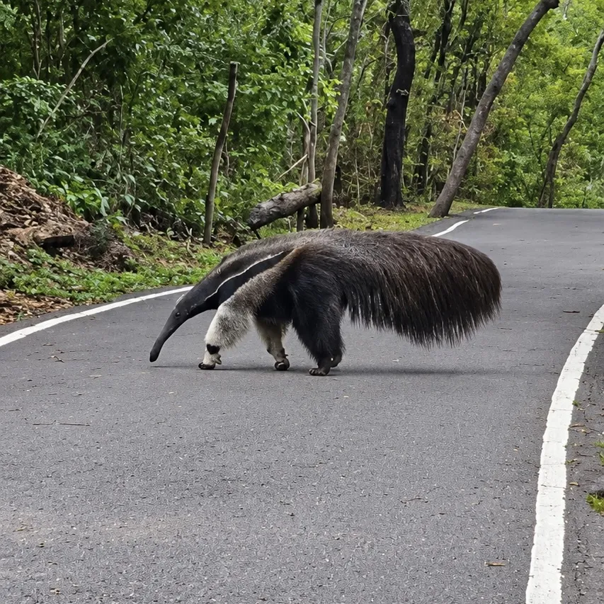 Tamanduá-bandeira é flagrado passeando no Parque Mãe Bonifácia