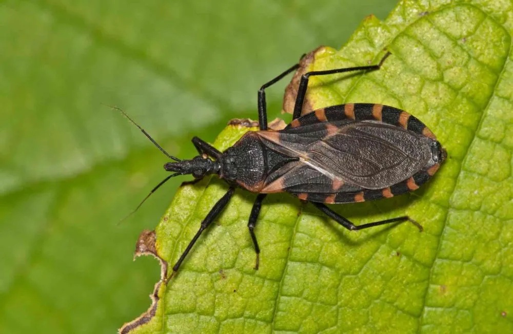 Várzea Grande confirma novos casos de Doença de Chagas