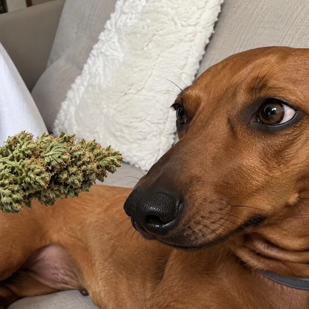 Mulher é levada à delegacia após oferecer droga a cachorro em Sorriso