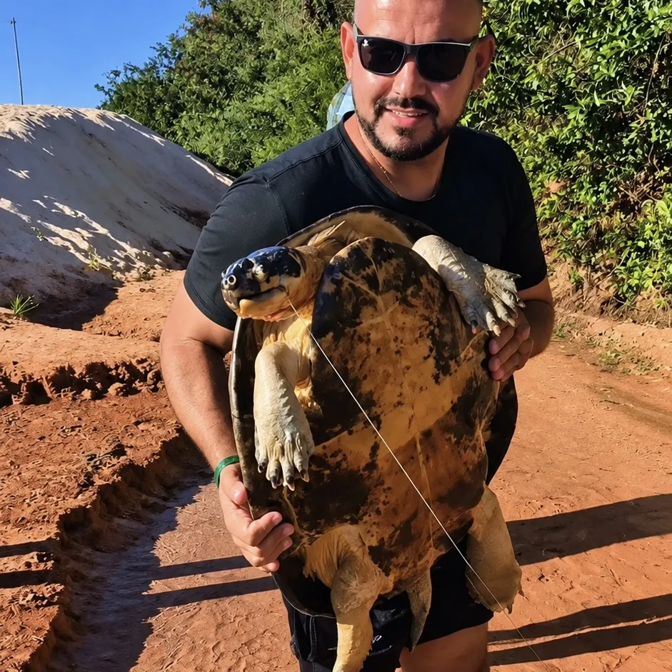 Pescador tenta pegar peixe e encontra tartaruga de 60 kg em rio de Barra do Garças