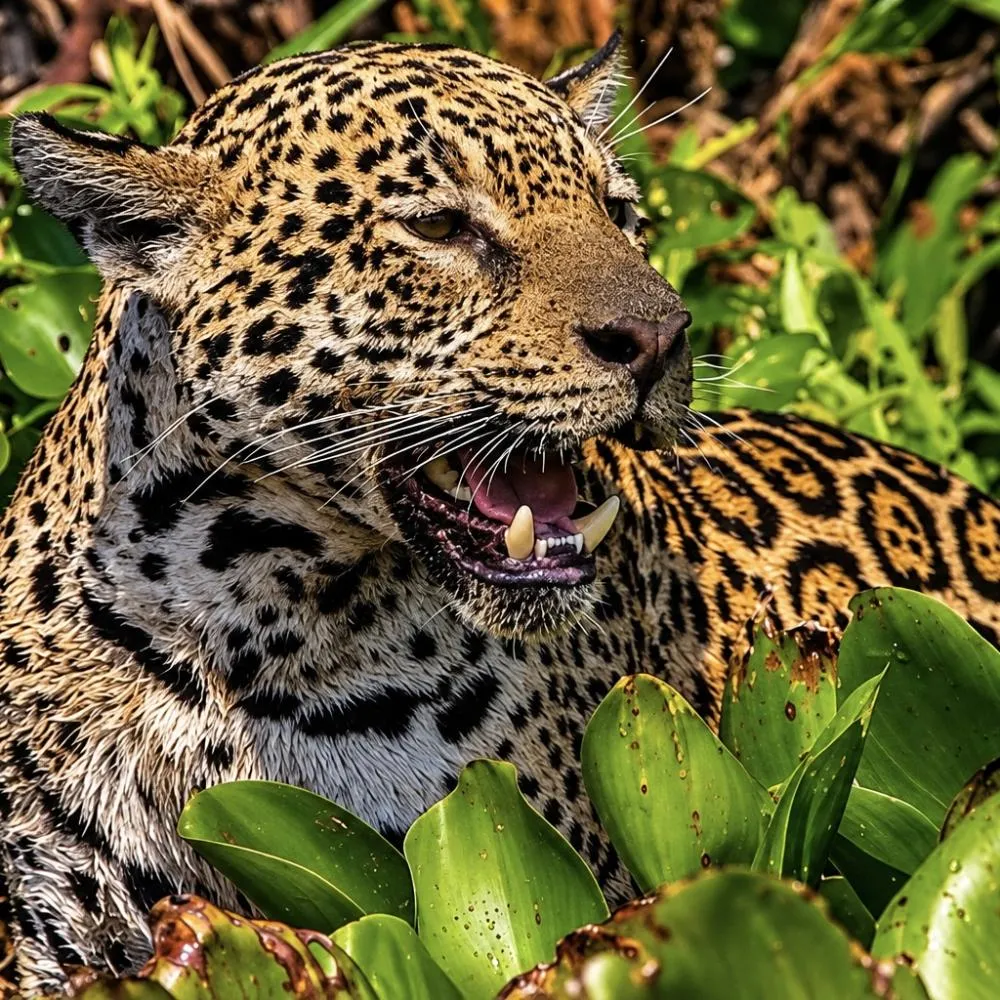 Filme da Netflix gravado no Pantanal de MT disputa prêmio internacional na Inglaterra