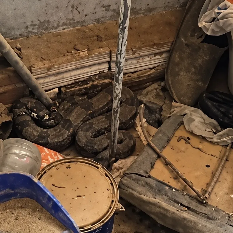 Bombeiros capturam serpente em residência de Cuiabá