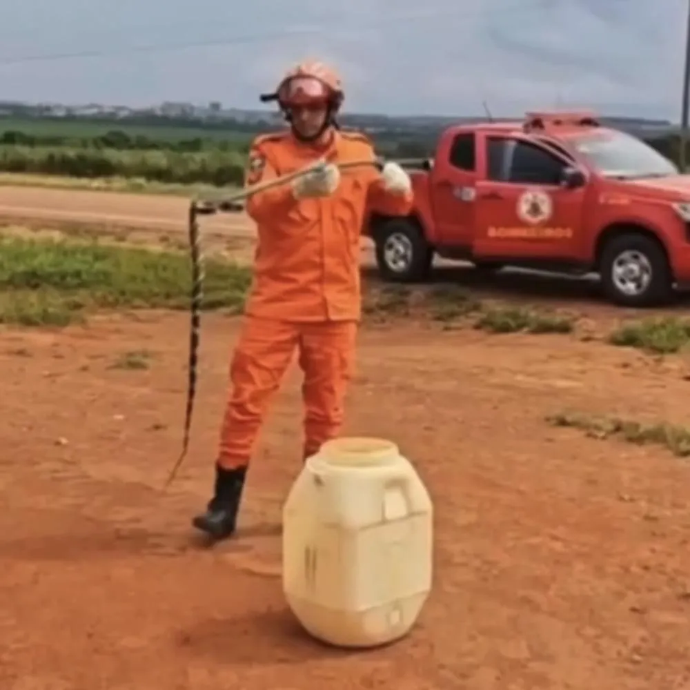 Cobra caninana é resgatada em empresa agrícola