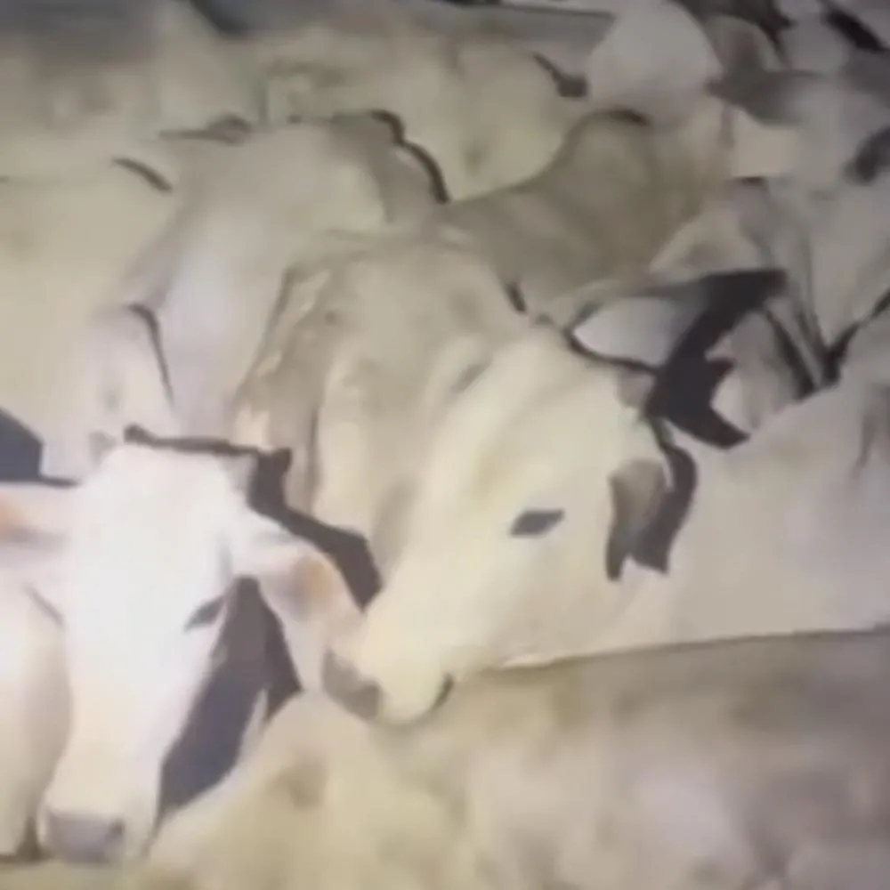 Na Barra do Garças PM frustra furto de gado e prende três suspeitos