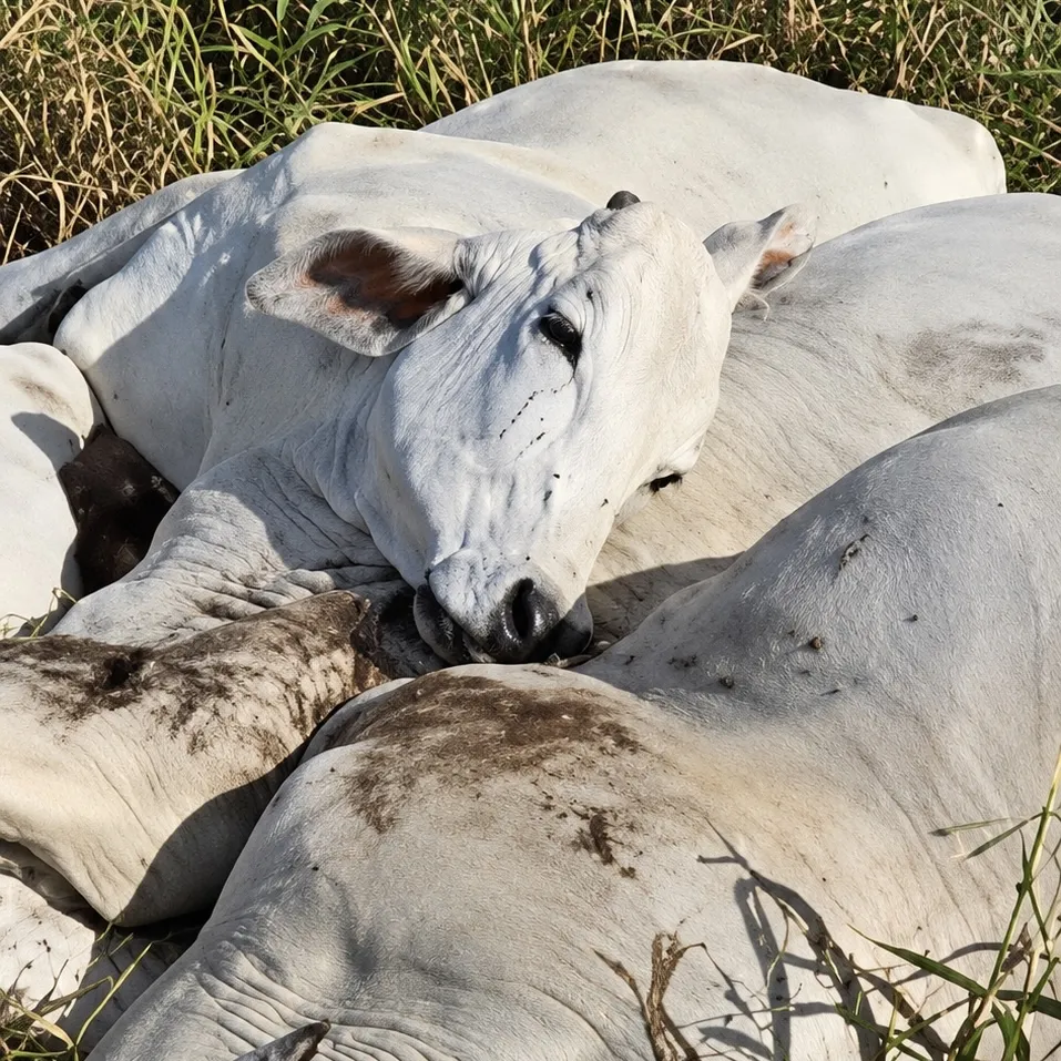 Cinco vacas morrem após cabo de alta tensão cair em pastagem de Nobres