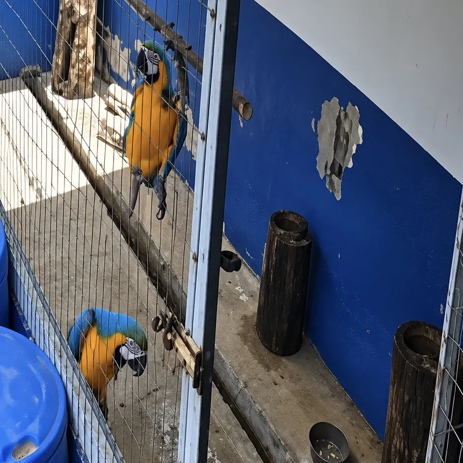 Fuga de duas araras em Juína; Bombeiros pedem ajuda para encontrá-las