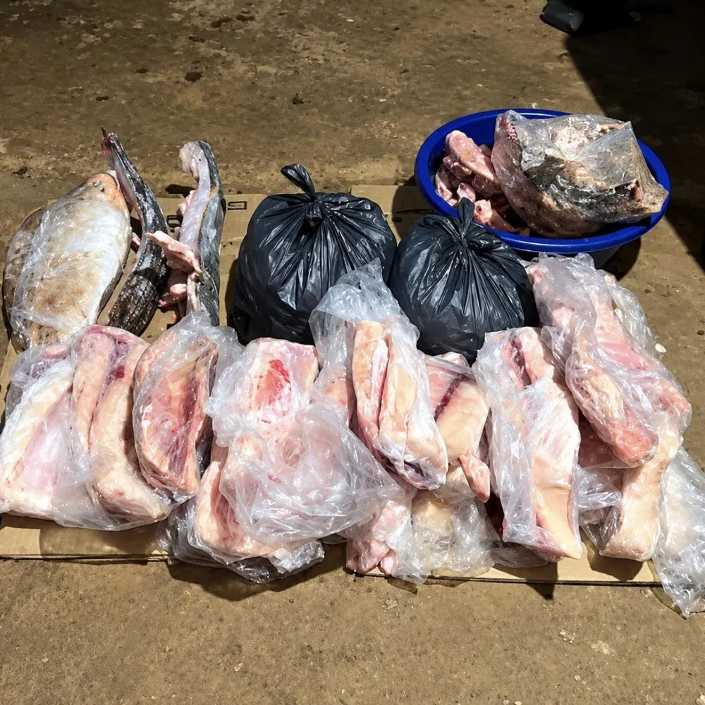 PM Ambiental apreende 40,1 kg de pescado em Rondonópolis