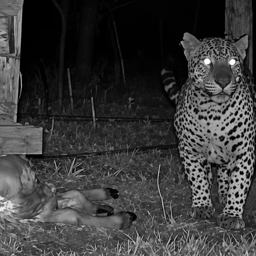 Onça-pintada é flagrada com dois filhotes em propriedade rural de Poconé