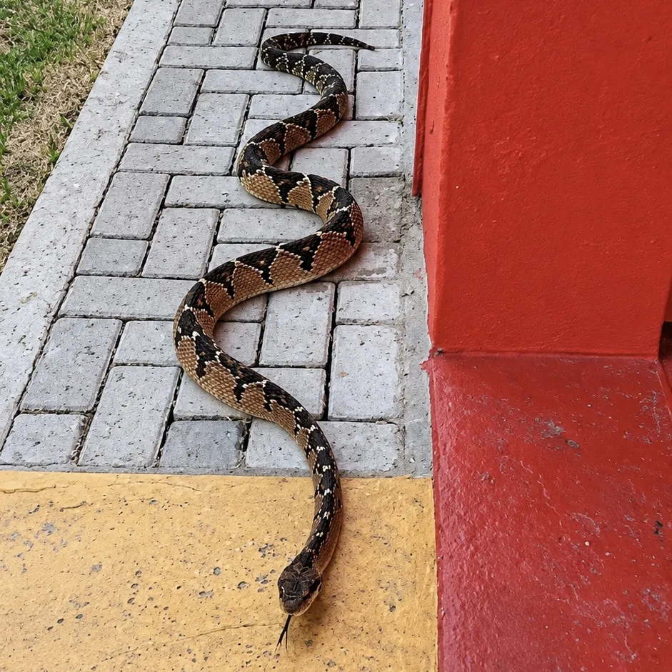 Cobra considerada a maior peçonhenta das Américas, é encontrada em avenida de Alta Floresta