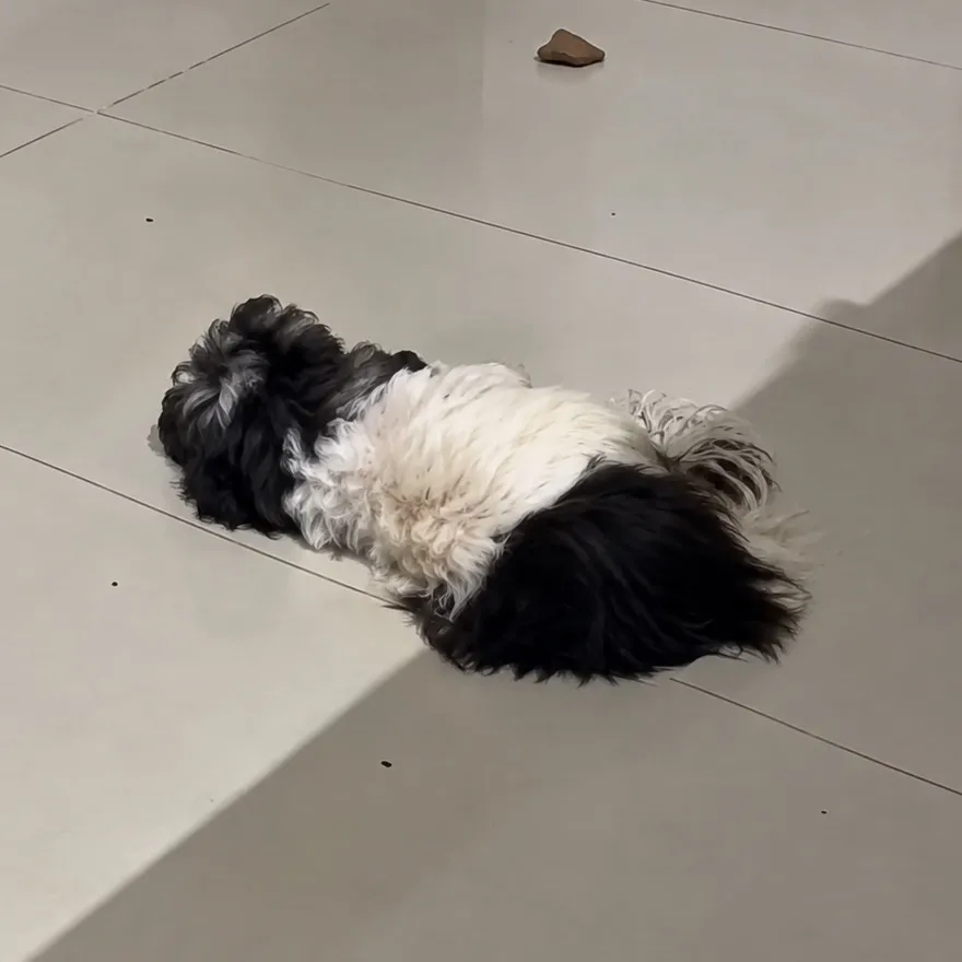 Pitbull quebra portão, invade residência e mata cachorro em Rondonópolis