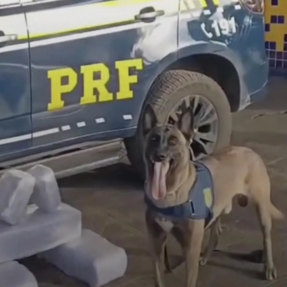 Em Rondonópolis, passageiro é preso com 24 kg de droga em ônibus