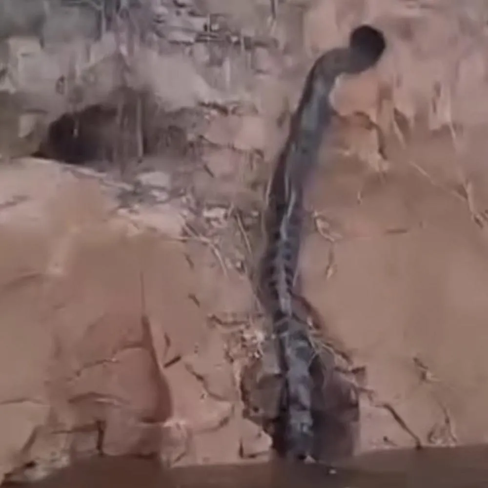 Sucuri aparece às margens de rio em São Félix do Araguaia e chama atenção