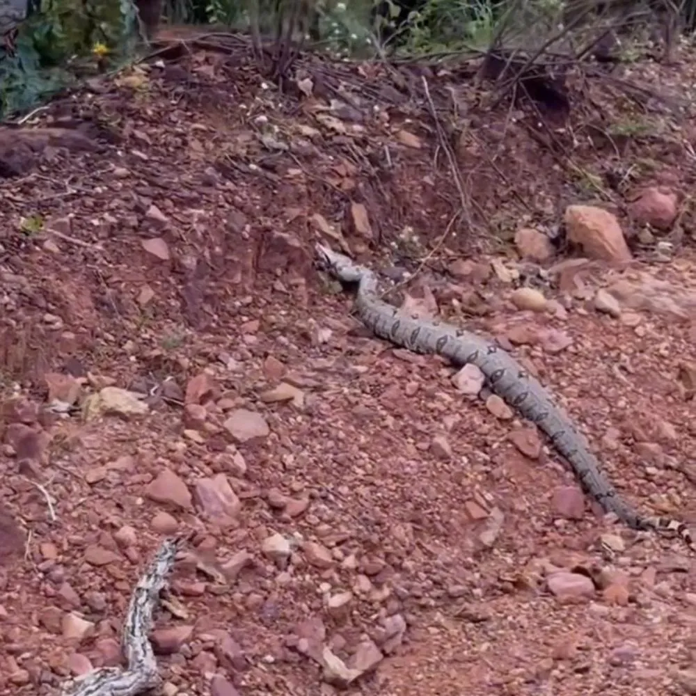Cobra surpreende com bote às margens de estrada