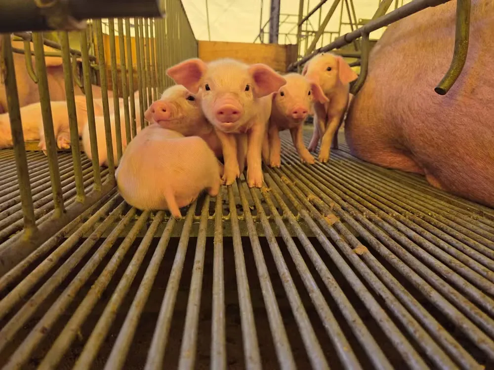 Suinocultura opera no vermelho em Mato Grosso