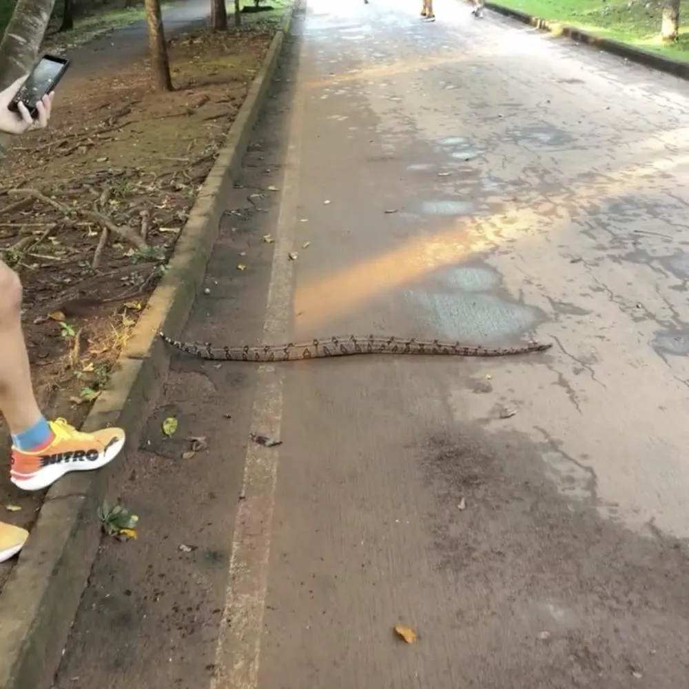 Cena inusitada chama atenção no Mãe Bonifácia em Cuiabá
