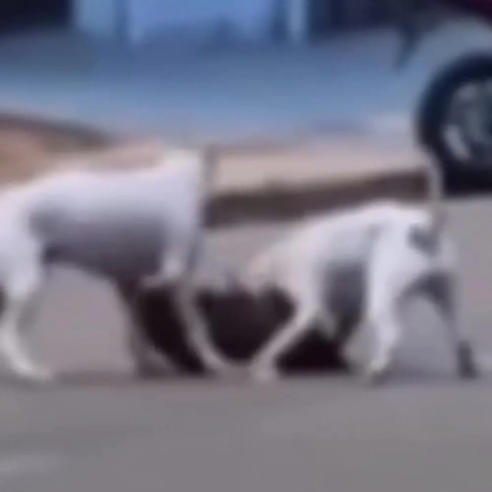 Ataque de pitbulls assusta moradores em Rondonópolis