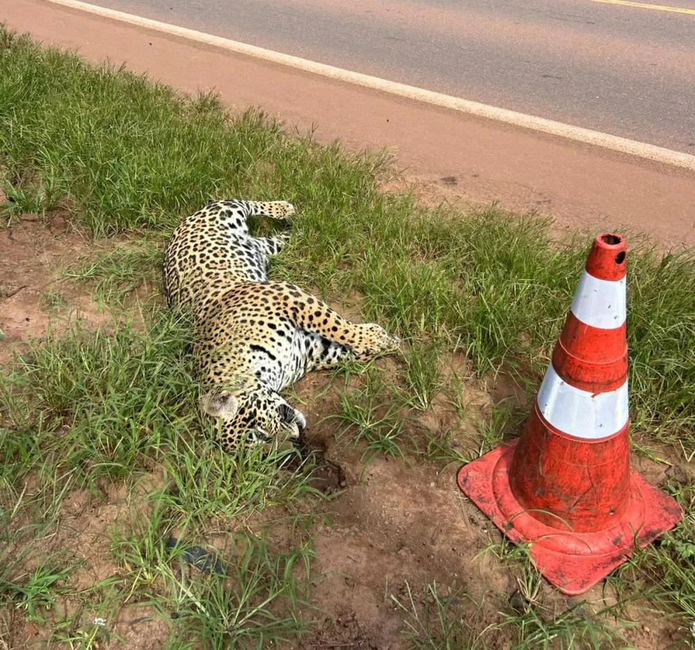 Onça-pintada morre após atropelamento na BR-163 em Sinop