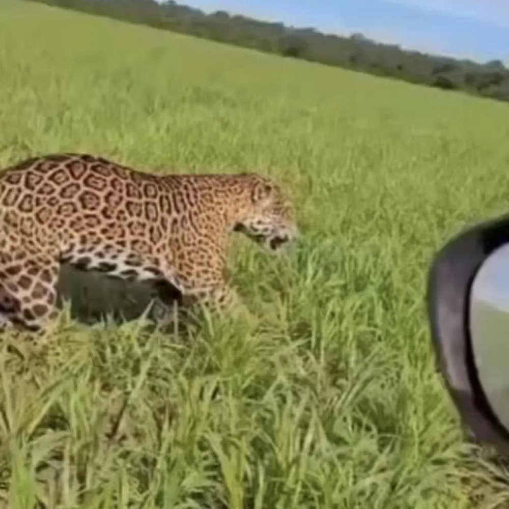 Onça corre ao lado de carro e impressiona em Campo Novo do Parecis