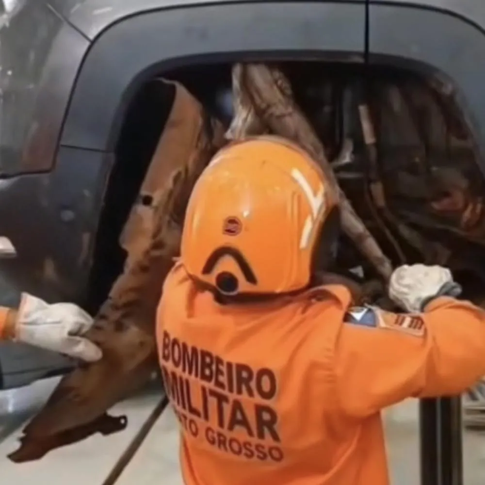 Jiboia é retirada de dentro de veículo em Rondonópolis