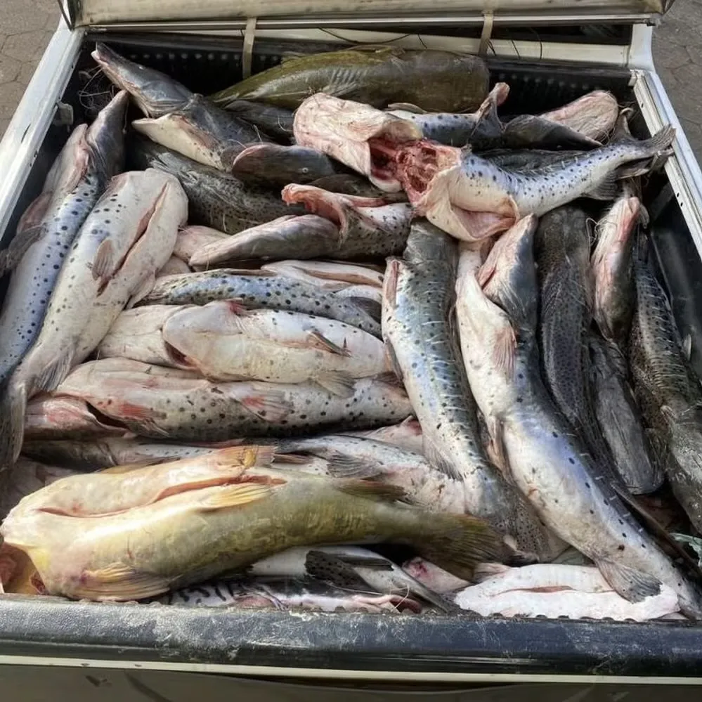 Motorista é preso com 465 kg de pescado ilegal e caminhonete roubada em Várzea Grande