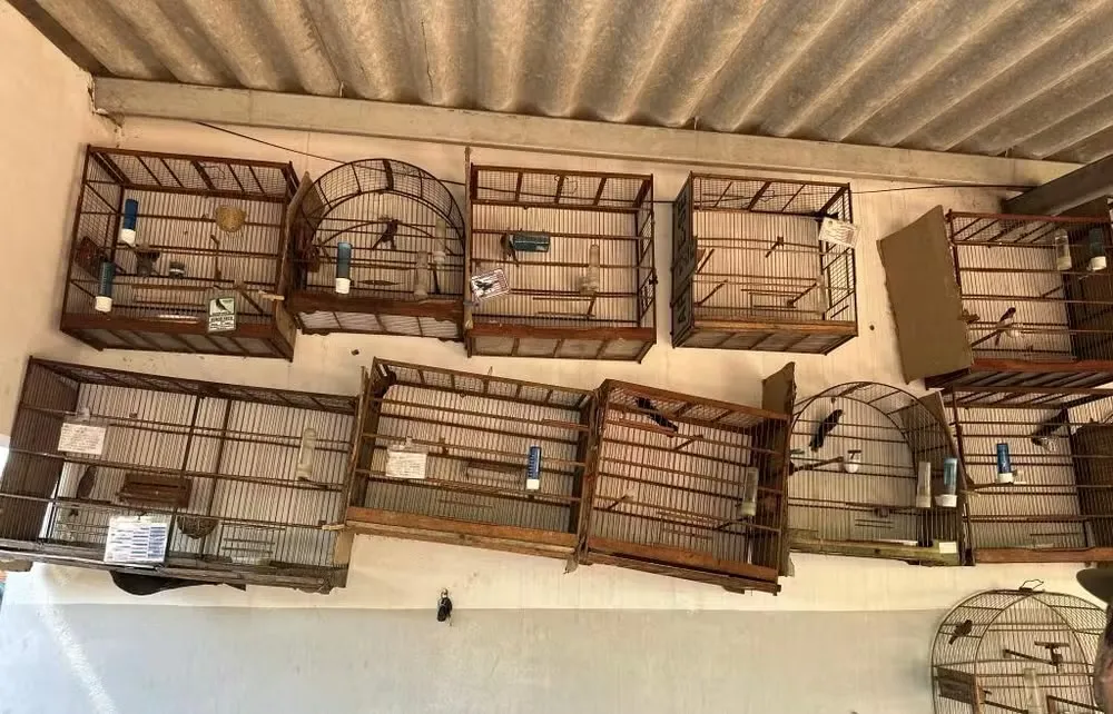 Operação apreende 25 aves silvestres vítimas de maus-tratos em Nova Xavantina