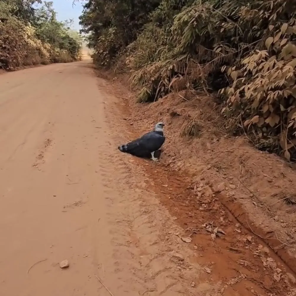 Maior águia do mundo é flagrada em Alta Floresta