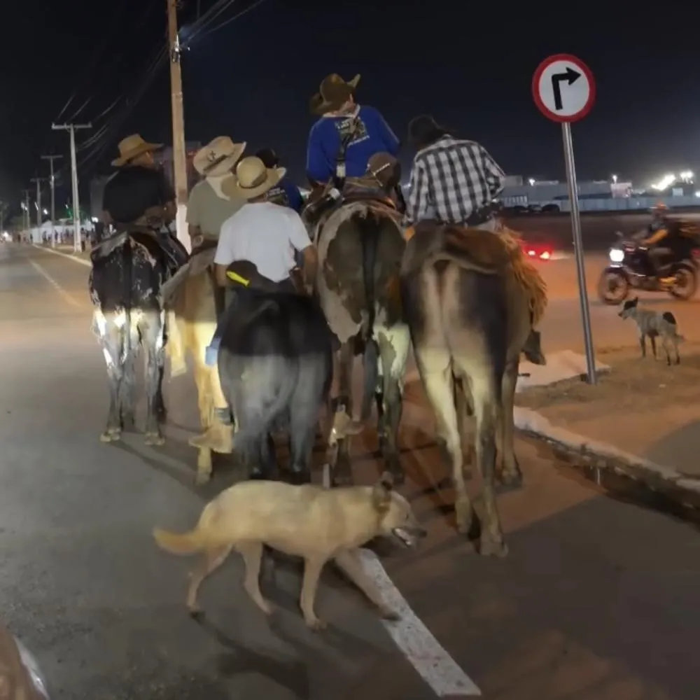 Jovens surpreendem ao usar bois para ir a evento em Várzea Grande