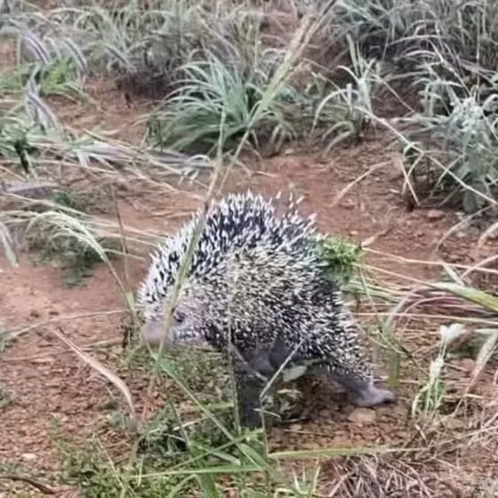 Porco-espinho é encontrado em armário de cozinha e resgatado pelos bombeiros em Campo Verde