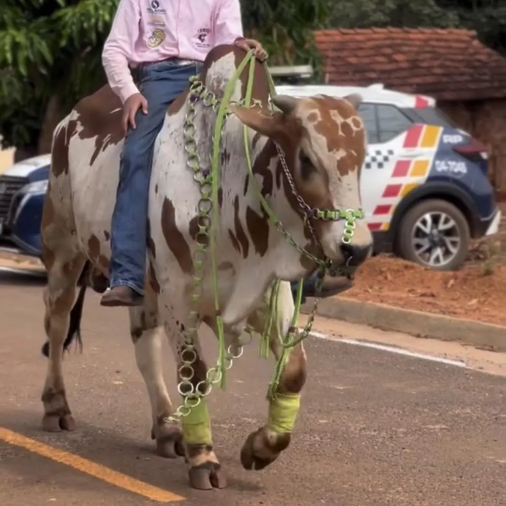 Cavalgada ganha destaque com bois cheios de estilo em Rondonópolis
