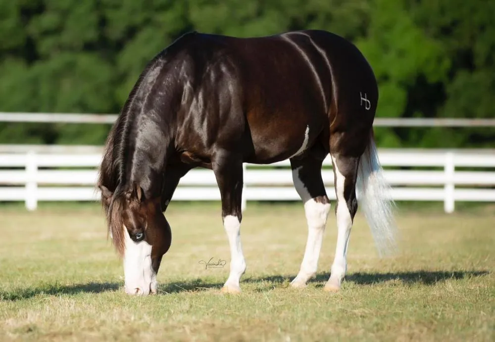 Haras de MT entra para elite mundial após compra milionária de cavalo