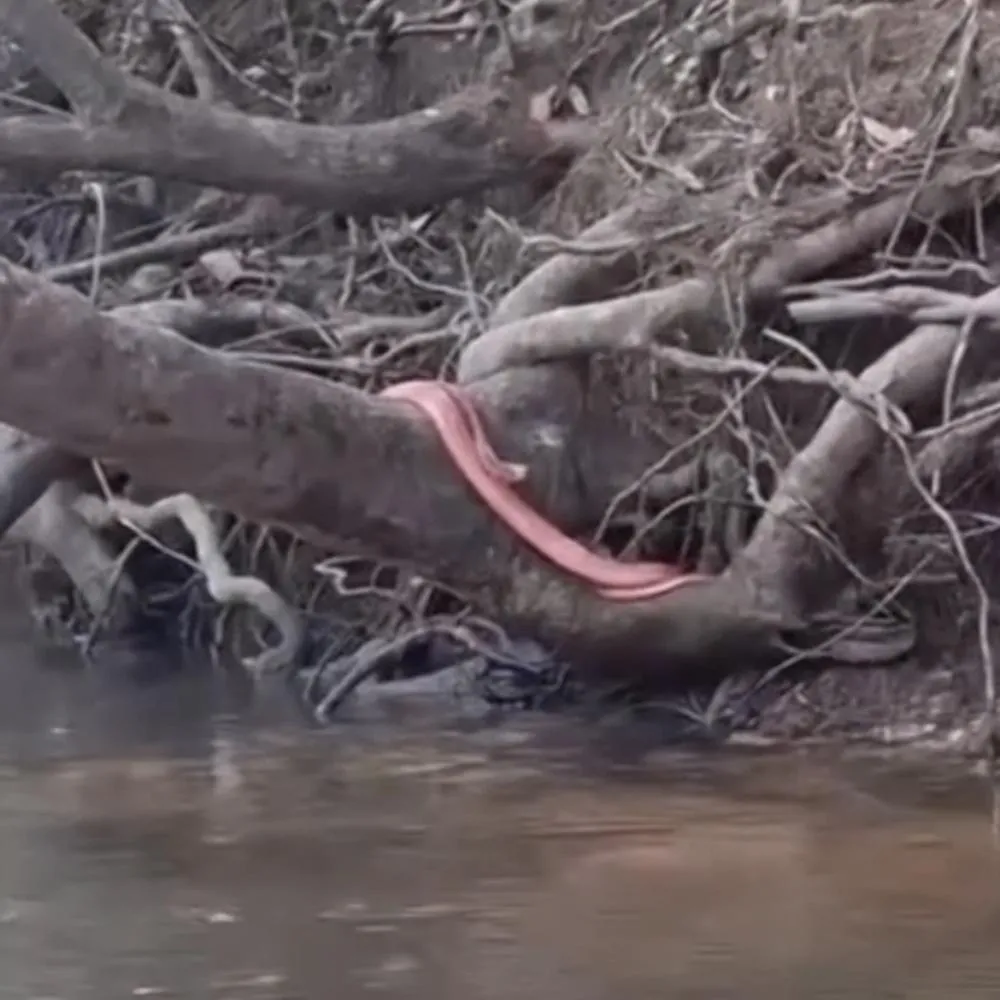 Cobra rosada rara é flagrada em Sinop e intriga especialistas